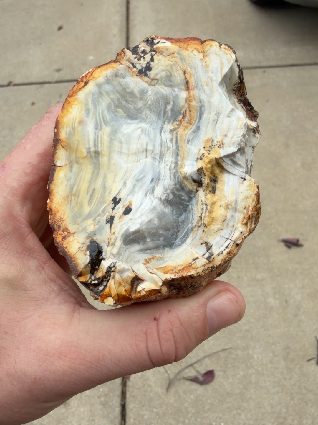 Missouri rock nodule cut open to reveal pale gray and cream banding